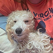 Sammy is registered to the contest to win money with this photo: dog, poodle, white_dog, curly_fur, pet, close_up, person, orange_shirt, cuddling, sleepy, indoor, resting, cute, animal, companion, fur, snuggling, relaxed, portrait, cozy