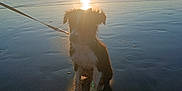 Alto participe au concours pour gagner de l'argent avec cette photo : dog, beach, sunset, water, leash, shadow, wet_sand, waves, sea, sky, sun, outdoor, animal, pet, silhouette, reflection, nature, calm, evening, coast