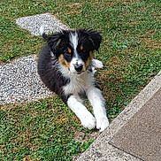 Alto a rejoint le concours — aidez-le/la à gagner de superbes lots ! puppy, dog, grass, outdoor, pet, animal, tricolor, cute, young, lying_down, paw, garden, nature, sunlight, stepping_stones, fur, black, white, brown, small