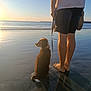 Alto participe au concours pour gagner de l'argent avec cette photo : dog, beach, sunset, water, person, barefoot, leash, sand, sea, sky, outdoor, calm, reflection, nature, animal, companionship, evening, vacation, relaxation, shore