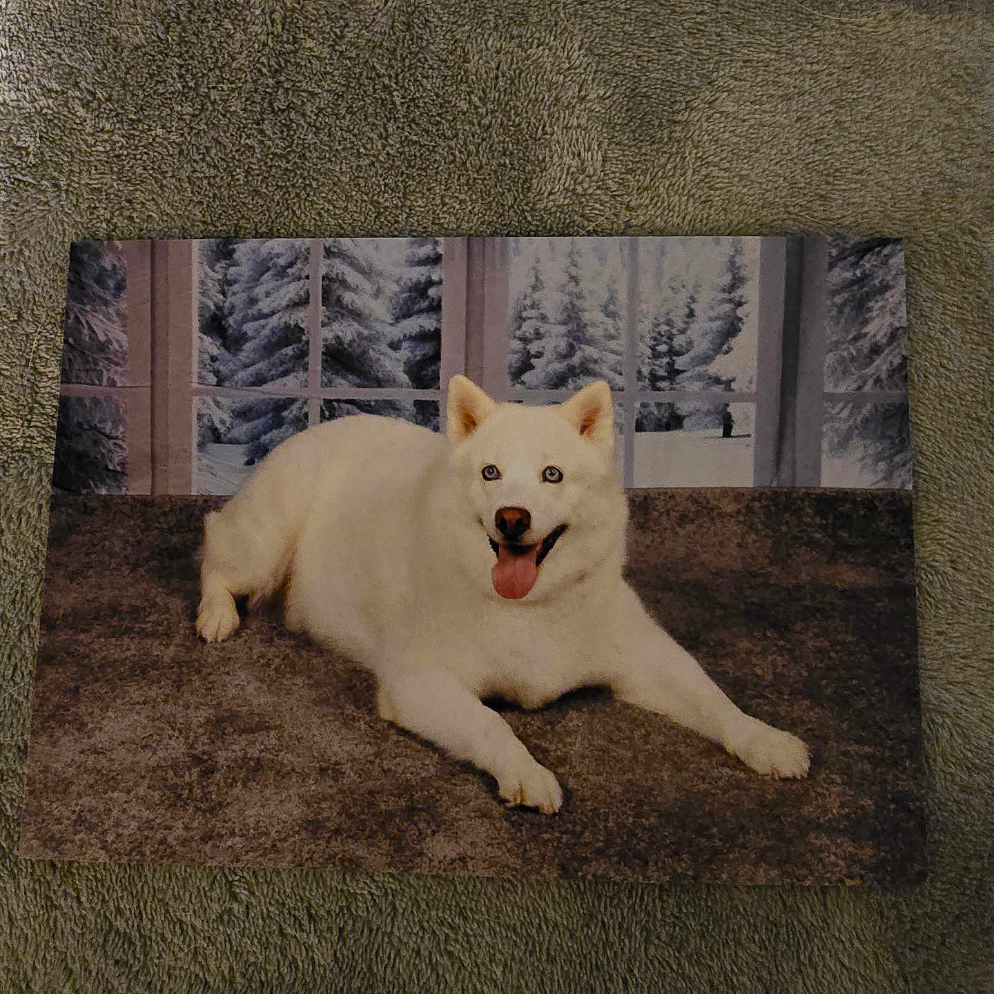 Luna is registered to the contest to win money with this photo: animal, architecture, bodypart, building, bulldog, canine, dog, eskimodog, homedecor, husky, labradorretriever, mouth, person, pet, puppy, rug, terrier, wall, whitedog, wood