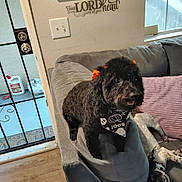 Jazzy is registered to the contest to win money with this photo: animal, bandana, black_dog, bow, couch, dog, door, floor, furniture, happy, home, indoor, living_room, metal_screen_door, pet, pillow, playful, spotted_dog, wall_decal, window