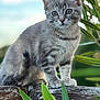 cat, kitten, gray_tabby, wooden_fence, green_leaves, outdoor, nature, animal, pet, cute, fur, whiskers, alert, portrait, close_up, small_animal, young_cat, daylight, background_blur, plant