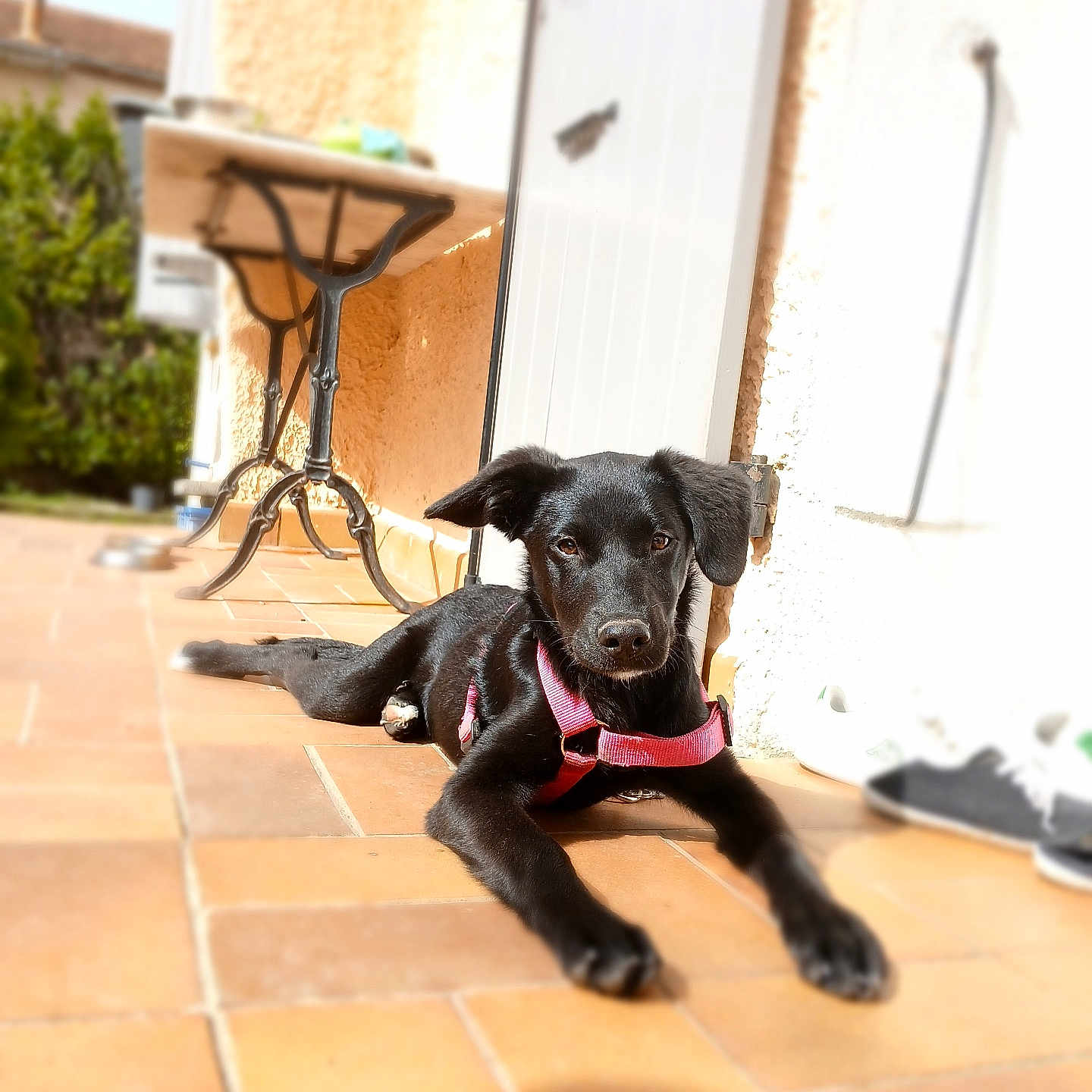 Princesse participe au concours pour gagner de l'argent avec cette photo : accessories, animal, architecture, building, canine, dog, flagstone, hound, house, housing, labradorretriever, leash, path, patio, pet, puppy, slate, strap, walkway, wood