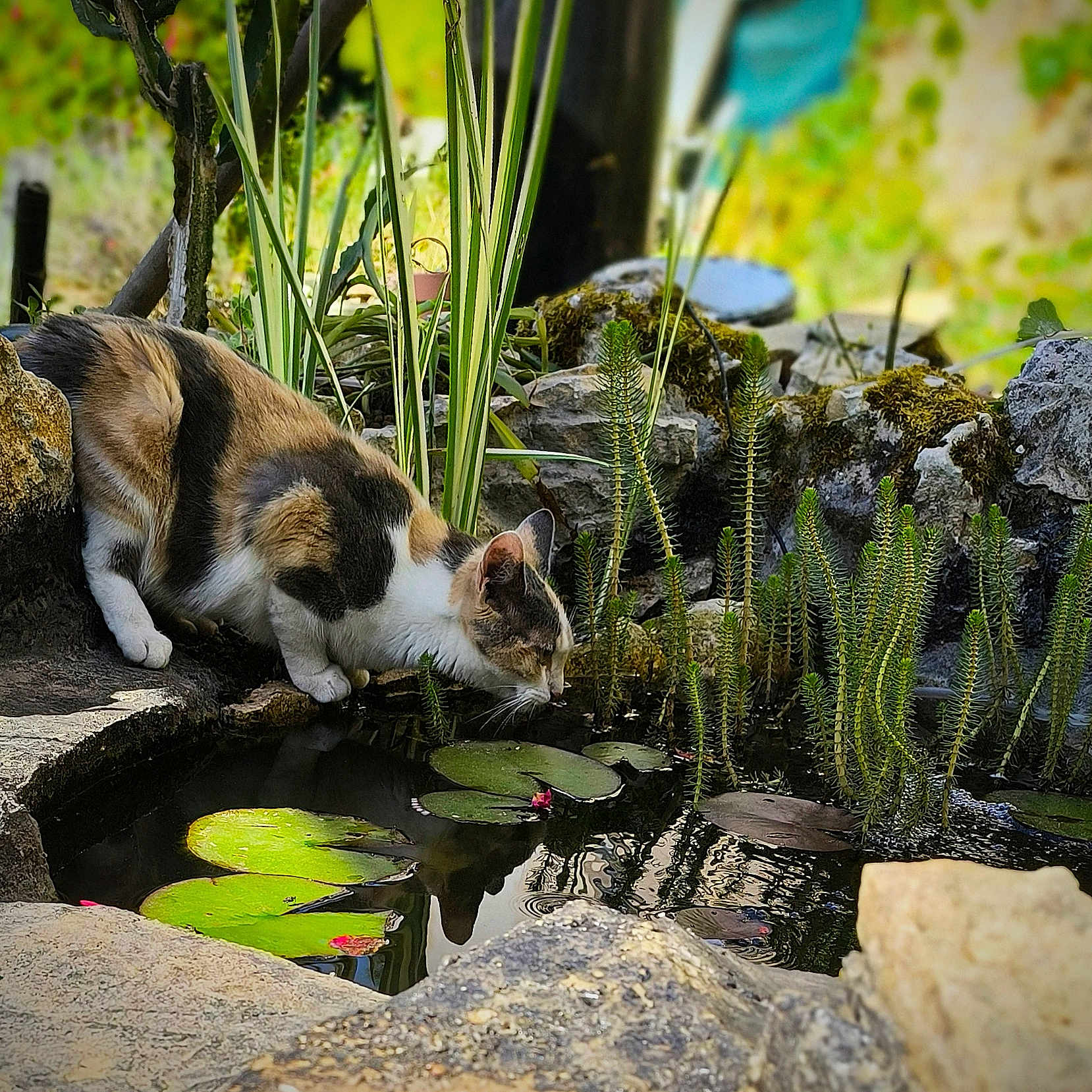 Puzzle participe au concours pour gagner de l'argent avec cette photo : animal, calico_cat, cat, closeup, curious, daylight, flora, garden, greenery, lily_pads, mammal, nature, outdoor, pet, plants, pond, reflection, stones, water, wildlife