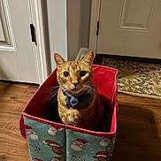 Rudy is registered to the contest to win money with this photo: cat, ginger_cat, pet, indoor, box, christmas_box, bow_tie, red, wooden_floor, door, rug, whiskers, ears, curious, portrait, feline, gift, home_interior, patterned_fabric, warm_lighting