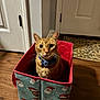 cat, ginger_cat, pet, indoor, box, christmas_box, bow_tie, red, wooden_floor, door, rug, whiskers, ears, curious, portrait, feline, gift, home_interior, patterned_fabric, warm_lighting