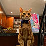 cat, ginger_cat, bow_tie, pet, indoor, kitchen, countertop, stool, sitting, portrait, whiskers, ears, big_eyes, wood_cabinets, fruit_bowl, bananas, gift_bag, ceramics, decorative_plates, overhead_lighting