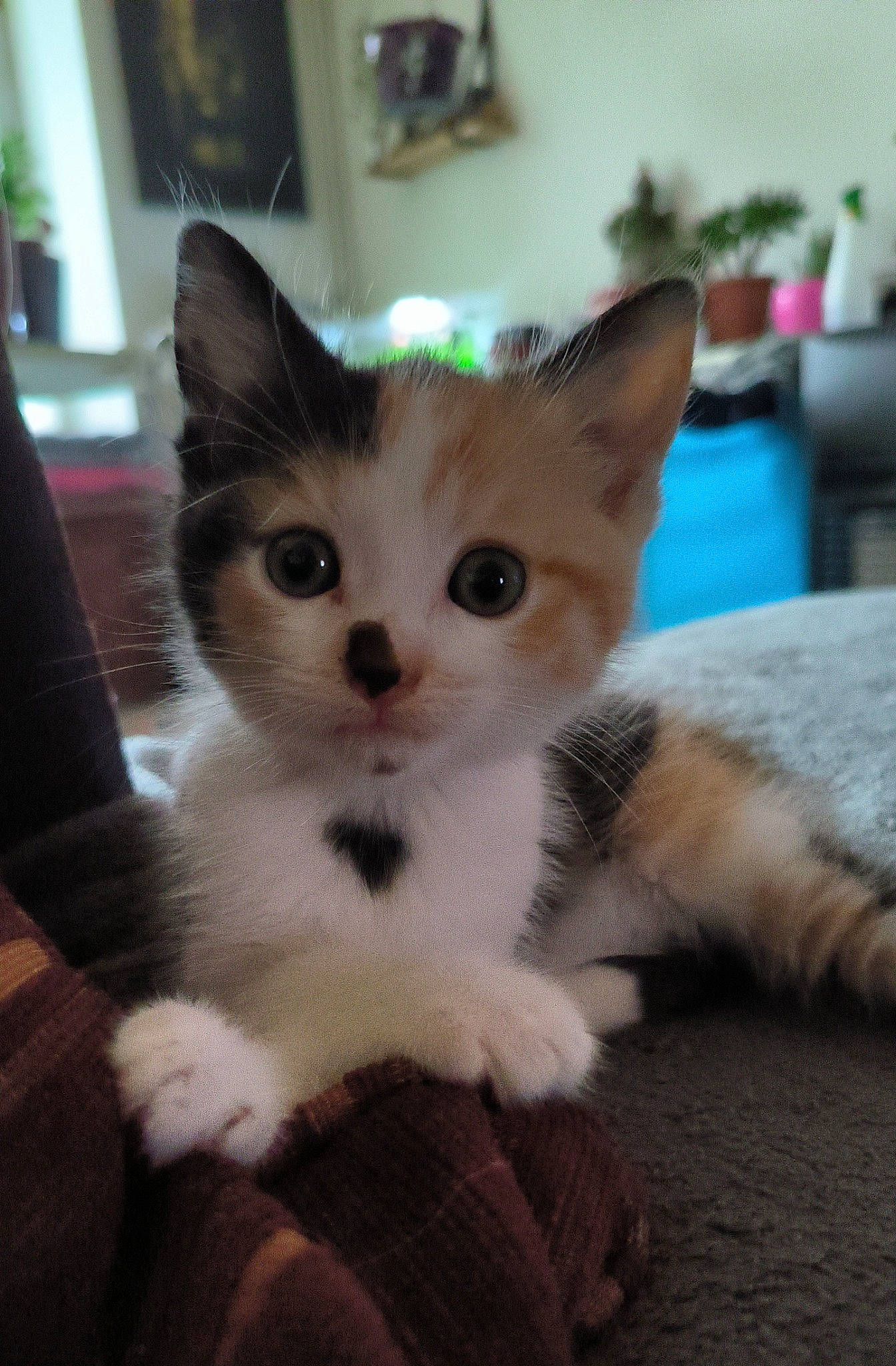 Joy a rejoint le concours — aidez-le/la à gagner de superbes lots ! box, carnivore, cat, cat_furniture, claw, domestic_short_haired_cat, fawn, felidae, flooring, flowerpot, fur, houseplant, iris, paw, plant, small_to_medium_sized_cats, snout, tail, whiskers, wood