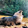 dog, river, sand, forest, sunlight, nature, outdoor, animal, relaxing, canine, fur, daylight, peaceful, scenery, trees, water, sunbeams, resting, landscape, wildlife