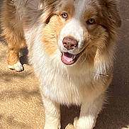 Tokyo a rejoint le concours — aidez-le/la à gagner de superbes lots ! dog, canine, outdoor, sunlight, happy, fluffy, pet, animal, fur, brown, white, grass, shadow, path, nature, friendly, walking, closeup, smiling, daytime