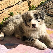 Prince a rejoint le concours — aidez-le/la à gagner de superbes lots ! australian_collie, australian_shepherd, border_collie, canidae, carnivore, companion_dog, dog, dog_breed, herding_dog, mammal, miniature_australian_shepherd, puppy, rare_breed_dog, vertebrate