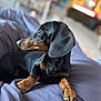 Away participe au concours pour gagner de l'argent avec cette photo : dog, dachshund, pet, animal, black_and_tan, indoor, blanket, fur, paw, ears, curious, relaxed, portrait, canine, bedroom, soft_focus, cute, companion, domestic, resting