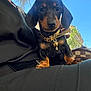 dog, puppy, dachshund, collar, bell, key, person, lap, outdoor, blue_sky, greenery, bag, black_clothing, cute, pet, animal, portrait, small_dog, sunny, daytime