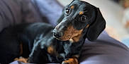 Away a rejoint le concours — aidez-le/la à gagner de superbes lots ! dog, dachshund, pet, indoor, cushion, purple, black, tan, animal, canine, laying_down, cozy, soft, blurred_background, portrait, cute, small_dog, relaxed, focused, companion