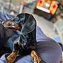 Away participe au concours pour gagner de l'argent avec cette photo : dog, dachshund, pet, animal, black_and_tan, lying_down, cushion, indoor, curious, profile, soft_focus, paw, nail, fur, snout, ears, relaxed, companion, home, portrait