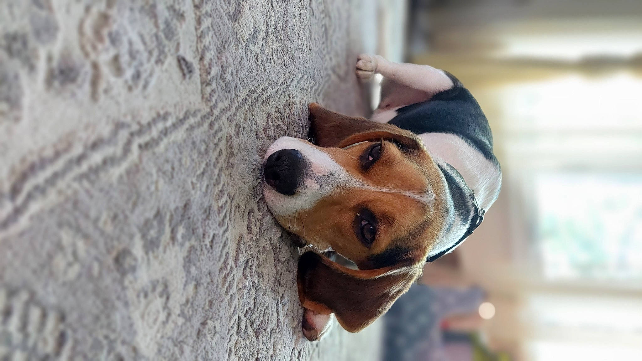 Finley is registered to the contest to win money with this photo: canidae, carnivore, collar, companion_dog, dog, dog_breed, dog_collar, dog_supply, door, eyewear, fawn, goggles, leash, non_sporting_group, pet_supply, sporting_group, sunglasses, whiskers, wood, working_animal