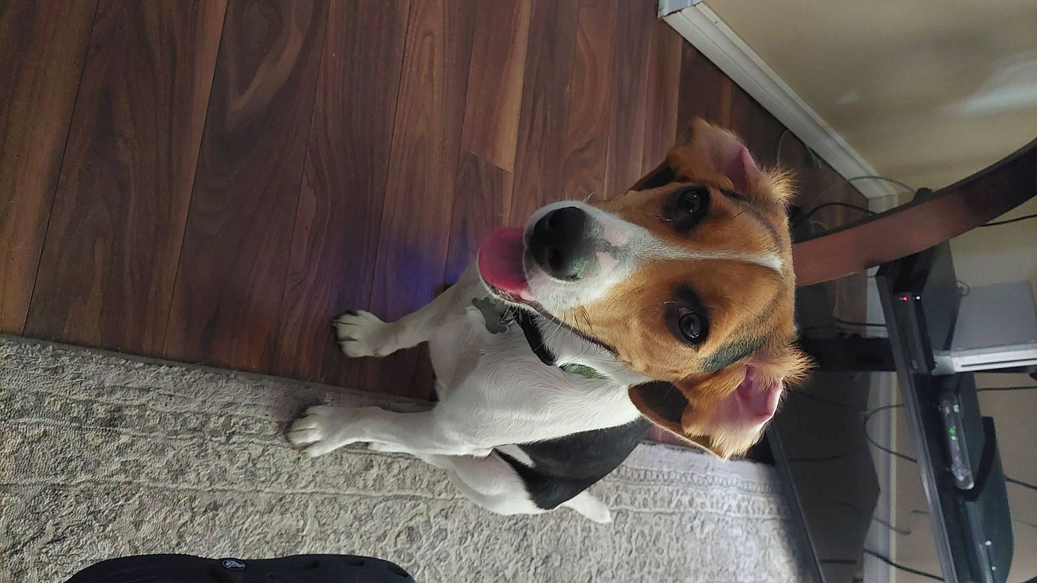 Finley joined the competition — help win amazing prizes! carnivore, collar, companion_dog, dog, dog_breed, dog_supply, flooring, hardwood, hound, paw, plank, scent_hound, snout, varnish, whiskers, wood, wood_stain, working_animal