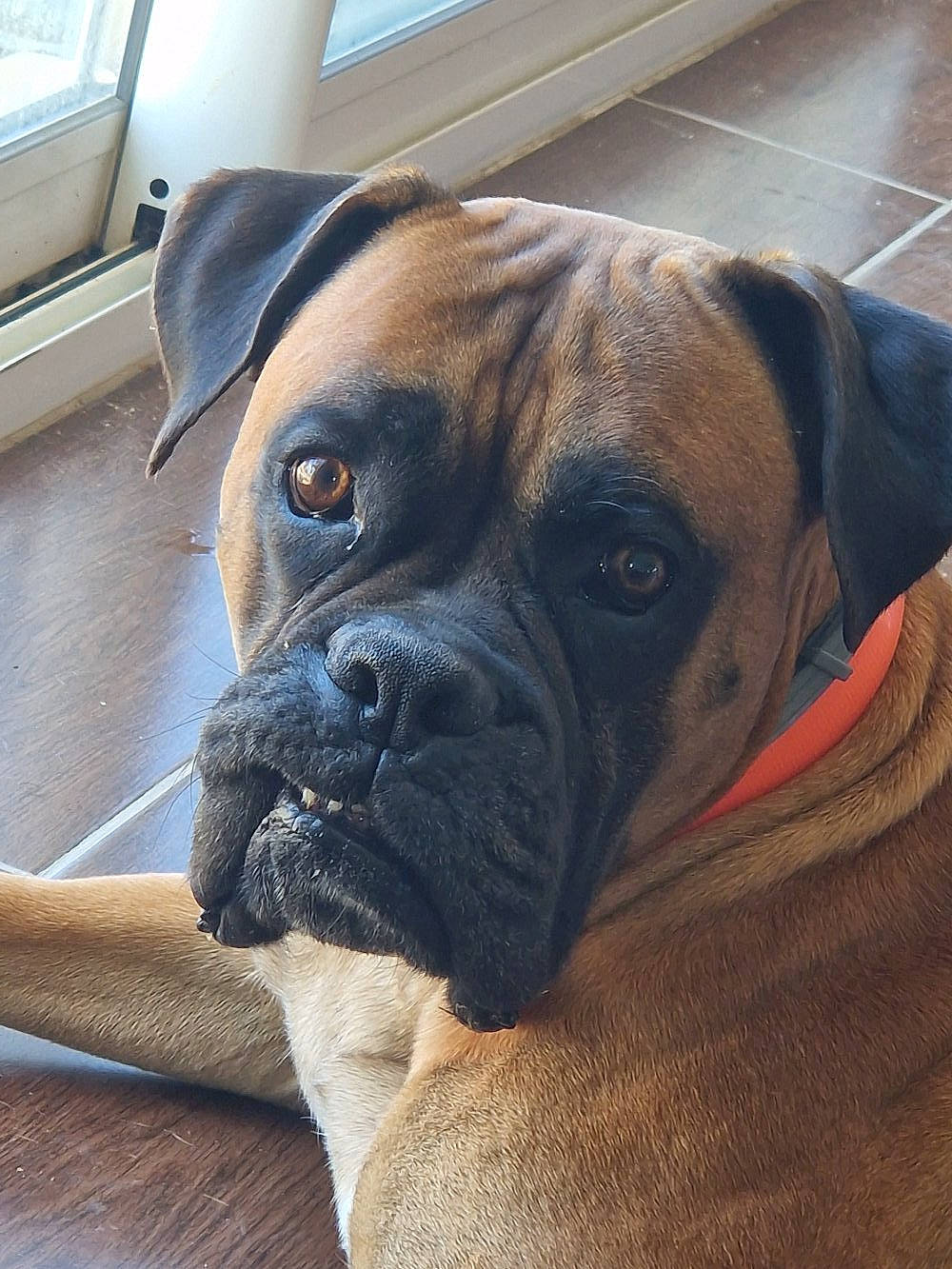 Narco participe au concours pour gagner de l'argent avec cette photo : bored, boxer, canidae, carnivore, collar, companion_dog, dog, dog_breed, dog_collar, fawn, giant_dog_breed, non_sporting_group, old_english_bulldog, snout, sporting_group, whiskers, window, working_animal, working_dog, wrinkle
