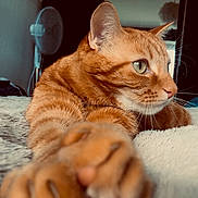 Su participe au concours pour gagner de l'argent avec cette photo : american_shorthair, asian, australian_mist, carnivore, cat, domestic_short_haired_cat, ear, european_shorthair, eye, fawn, felidae, fur, kitten, mammal, nose, small_to_medium_sized_cats, snout, tabby_cat, vertebrate, whiskers