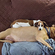 Buddy joined the competition — help win amazing prizes! dog, brown_couch, blanket, resting, relaxed, two_dogs, pet, indoor, sleeping, furry, companion, cozy, animal, canine, laying_down, domestic_animal, cute, friendship, comfort, nap