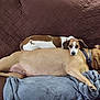 dog, brown_couch, blanket, resting, relaxed, two_dogs, pet, indoor, sleeping, furry, companion, cozy, animal, canine, laying_down, domestic_animal, cute, friendship, comfort, nap