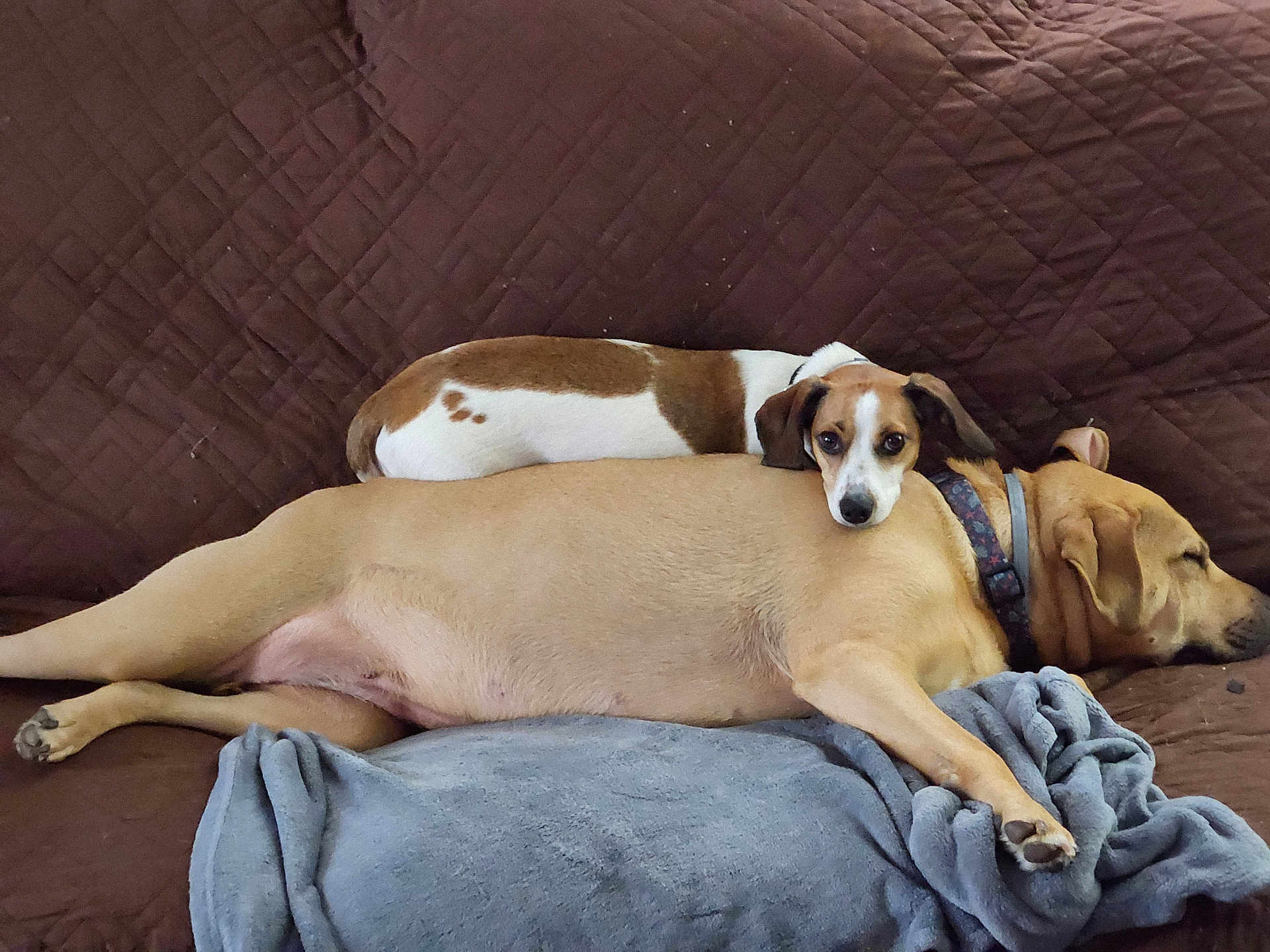 Buddy joined the competition — help win amazing prizes! dog, brown_couch, blanket, resting, relaxed, two_dogs, pet, indoor, sleeping, furry, companion, cozy, animal, canine, laying_down, domestic_animal, cute, friendship, comfort, nap