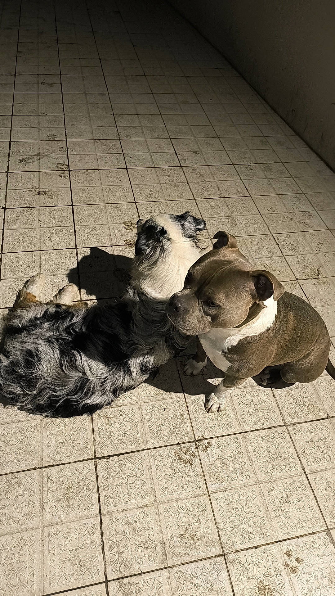 Taïro a rejoint le concours — aidez-le/la à gagner de superbes lots ! canidae, companion_dog, dog_breed, eyewear, floor, flooring, fur, grass, human_leg, monochrome, monochrome_photography, road_surface, shadow, sidewalk, sitting, snout, street, sunglasses, tints_and_shades, wood