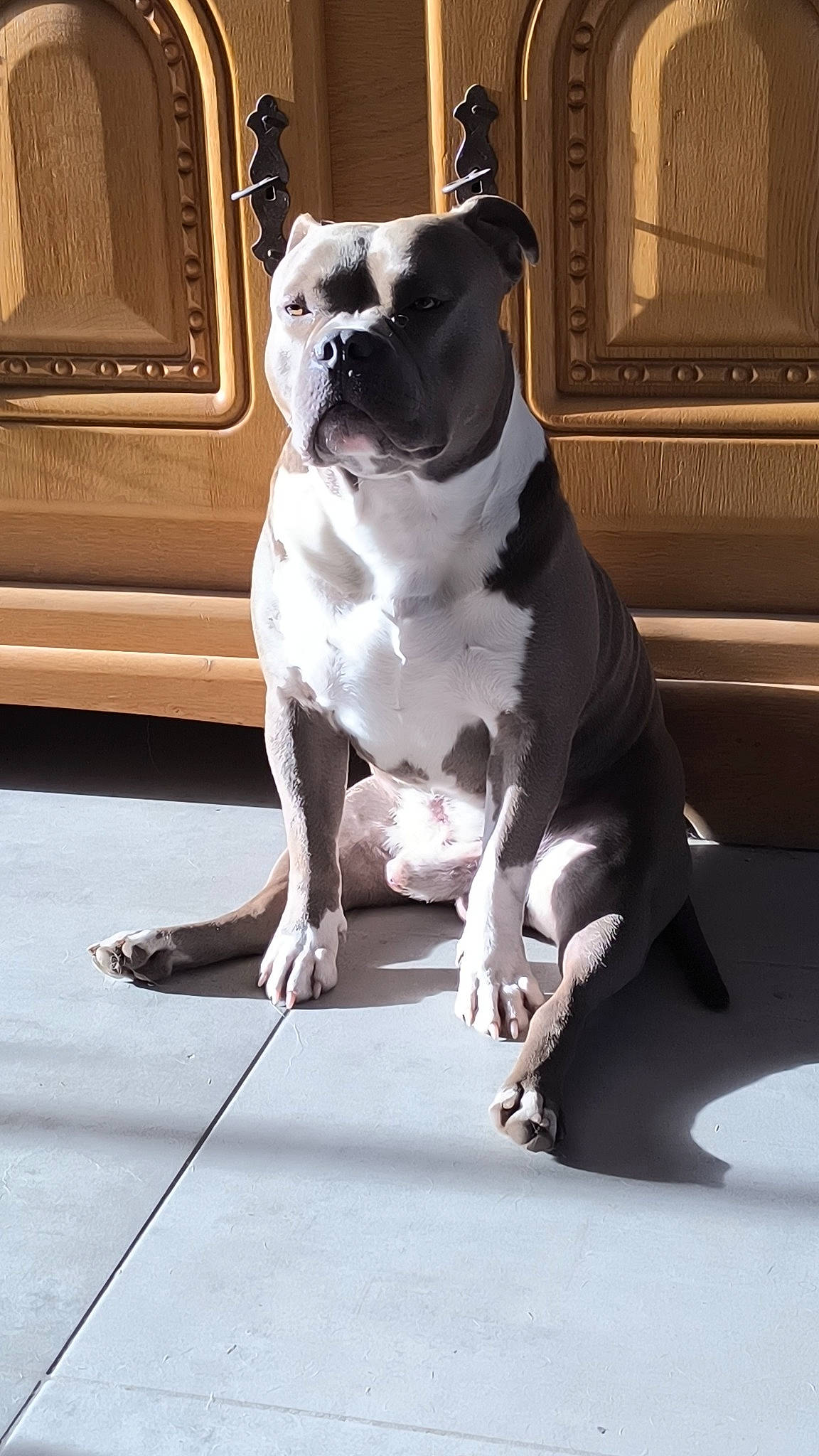 Taïro participe au concours pour gagner de l'argent avec cette photo : boston_terrier, carnivore, collar, comfort, companion_dog, dog, dog_breed, dog_collar, door, fawn, fixture, flooring, non_sporting_group, paw, snout, sporting_group, tail, window, working_animal