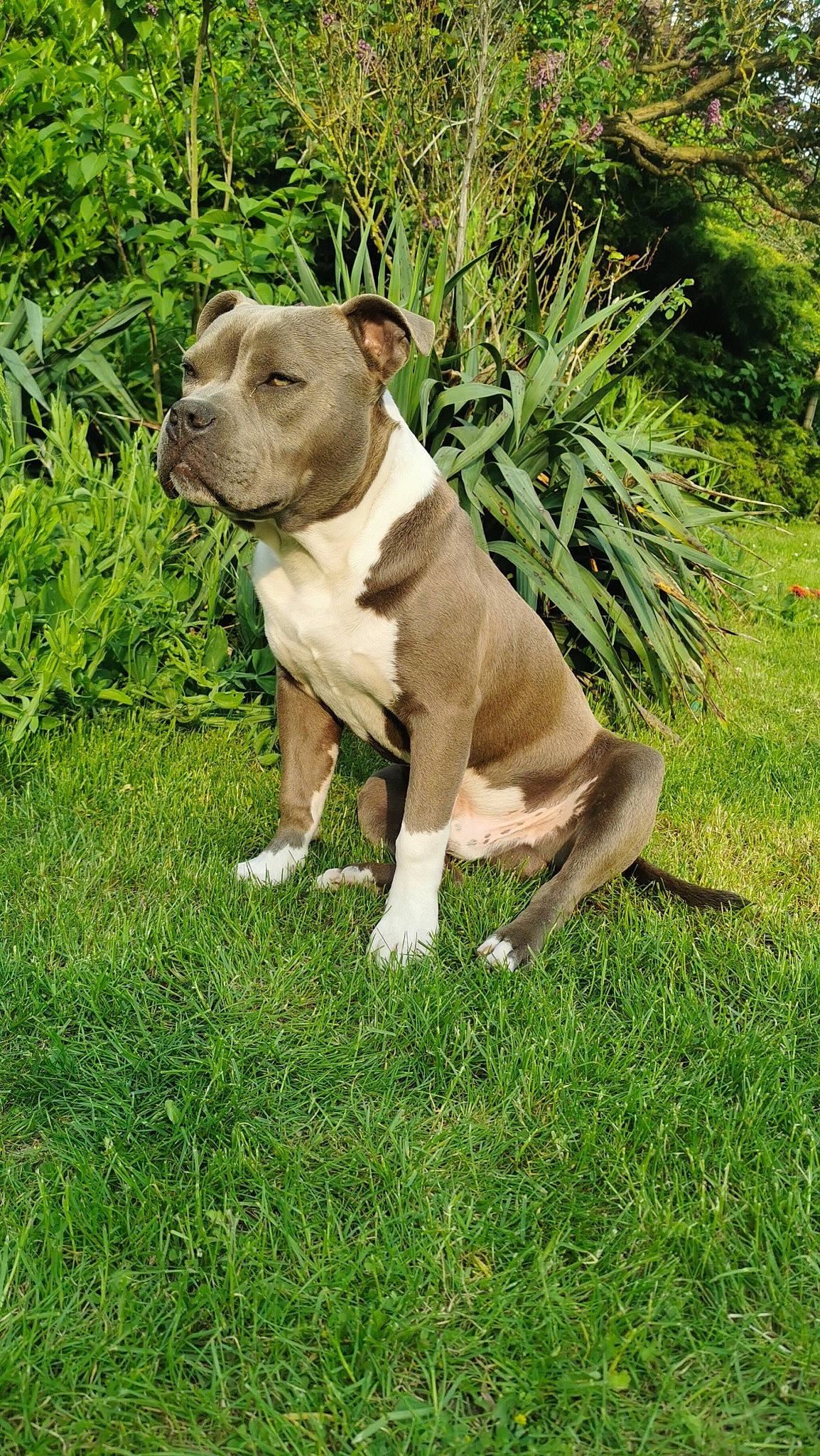 Taïro participe au concours pour gagner de l'argent avec cette photo : canidae, carnivore, collar, companion_dog, dog, dog_breed, dog_collar, fawn, grass, groundcover, herb, molosser, plant, snout, sporting_group, tail, terrestrial_animal, whiskers, working_animal, working_dog