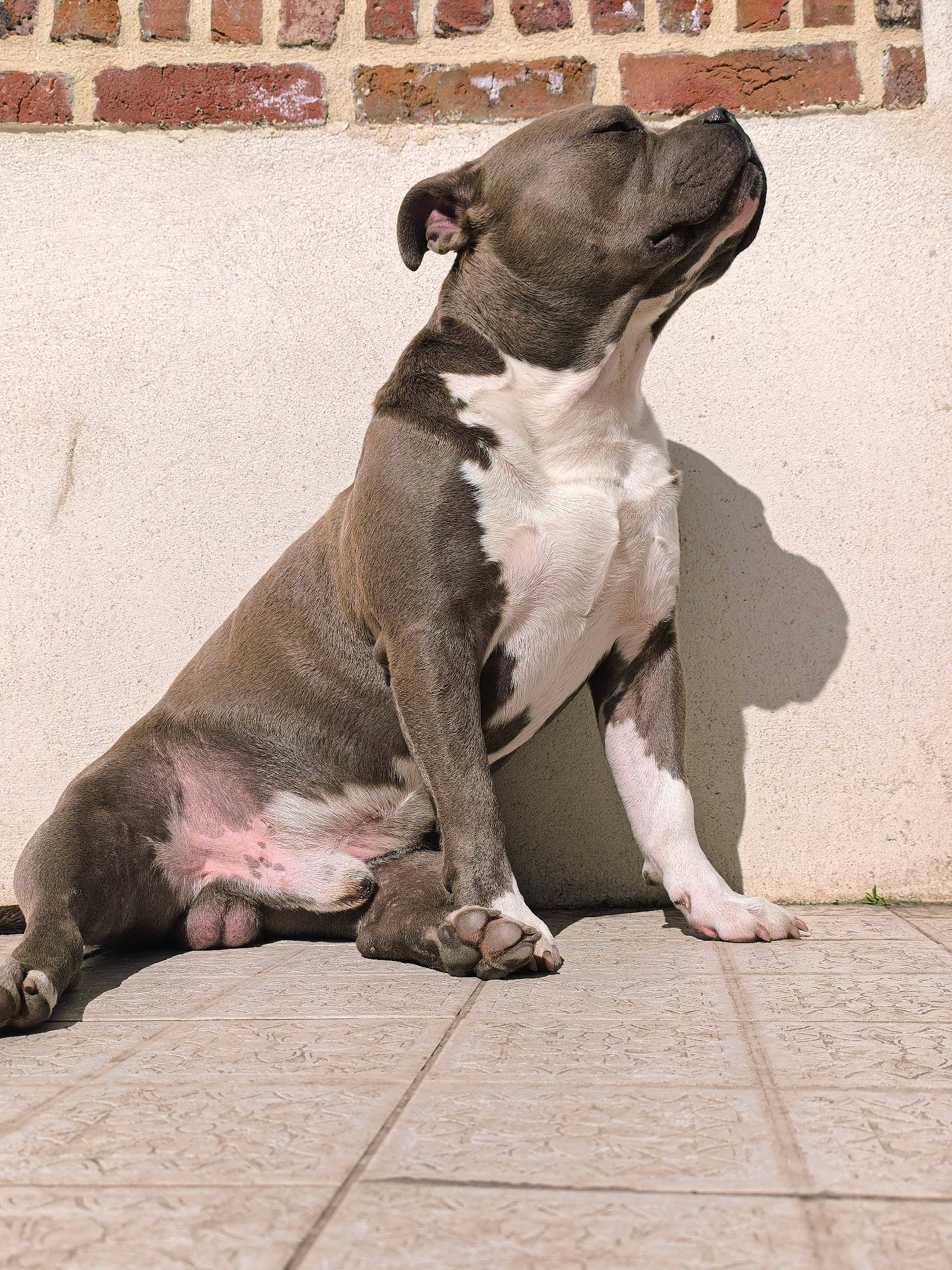 Taïro participe au concours pour gagner de l'argent avec cette photo : canidae, carnivore, collar, companion_dog, dog, dog_breed, fawn, fur, grey, leash, liver, non_sporting_group, paw, puppy, snout, sporting_group, street_dog, tail, terrestrial_animal, working_animal