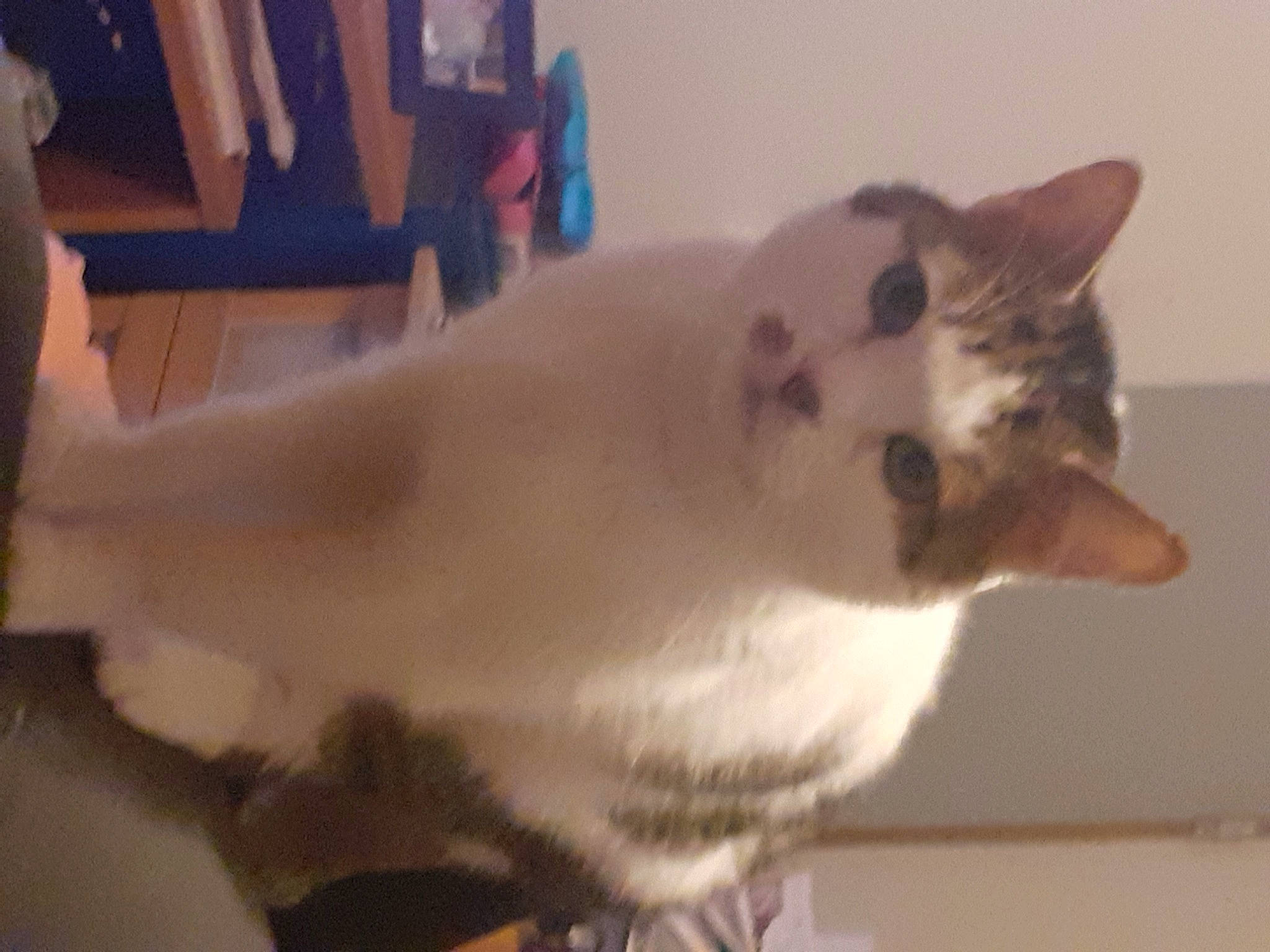 Caline a rejoint le concours — aidez-le/la à gagner de superbes lots ! carnivore, cat, domestic_short_haired_cat, fawn, felidae, fur, paw, small_to_medium_sized_cats, snout, tail, whiskers