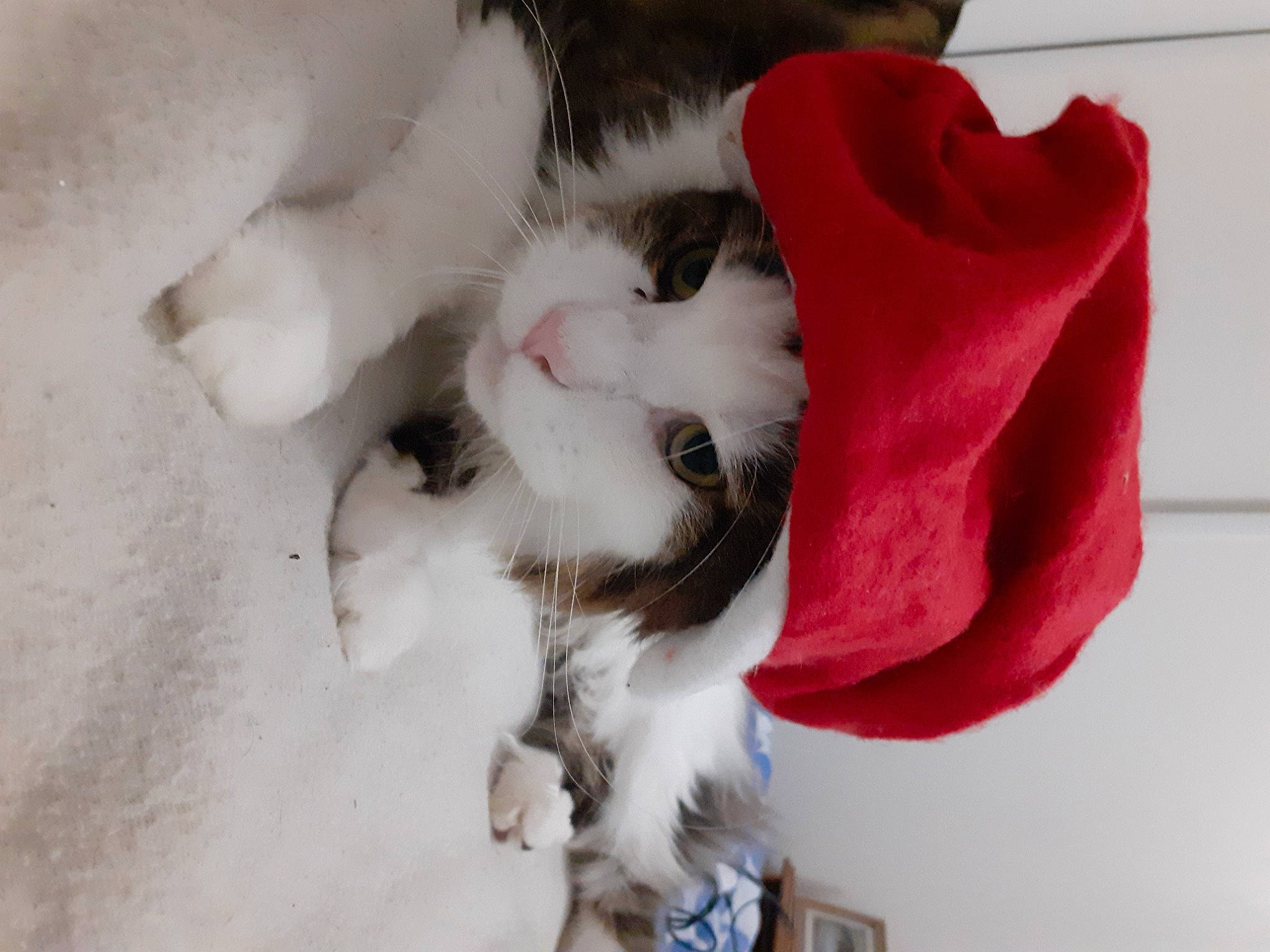 Roudoudou participe au concours pour gagner de l'argent avec cette photo : carmine, carnivore, cat, comfort, companion_dog, coquelicot, dog_breed, felidae, fur, natural_material, paw, petal, small_to_medium_sized_cats, tail, whiskers, winter