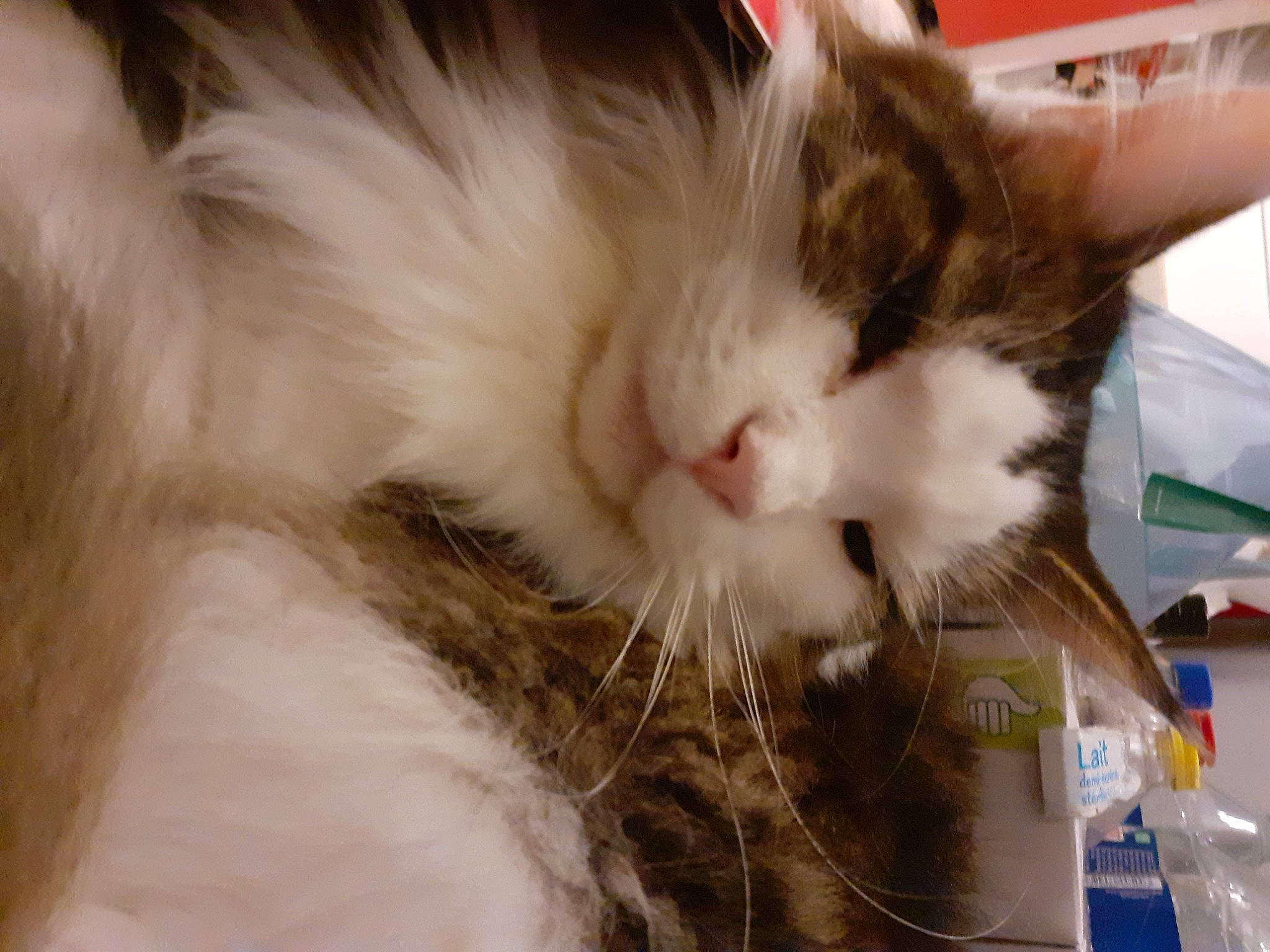 Roudoudou a rejoint le concours — aidez-le/la à gagner de superbes lots ! carnivore, cat, claw, domestic_short_haired_cat, felidae, fur, paw, small_to_medium_sized_cats, snout, tail, whiskers