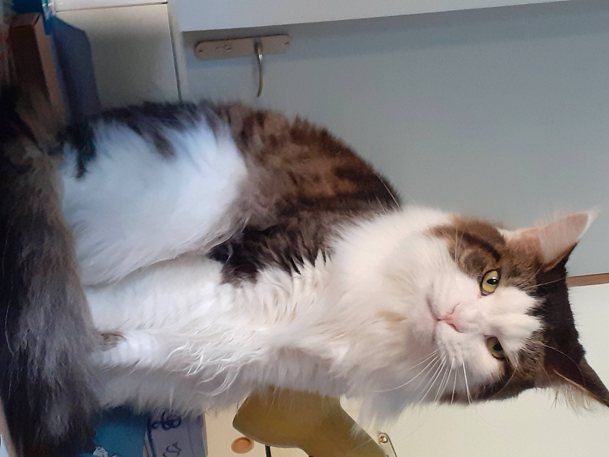 Roudoudou participe au concours pour gagner de l'argent avec cette photo : box, carnivore, cat, comfort, domestic_short_haired_cat, felidae, fur, paw, small_to_medium_sized_cats, snout, tail, terrestrial_animal, whiskers, window