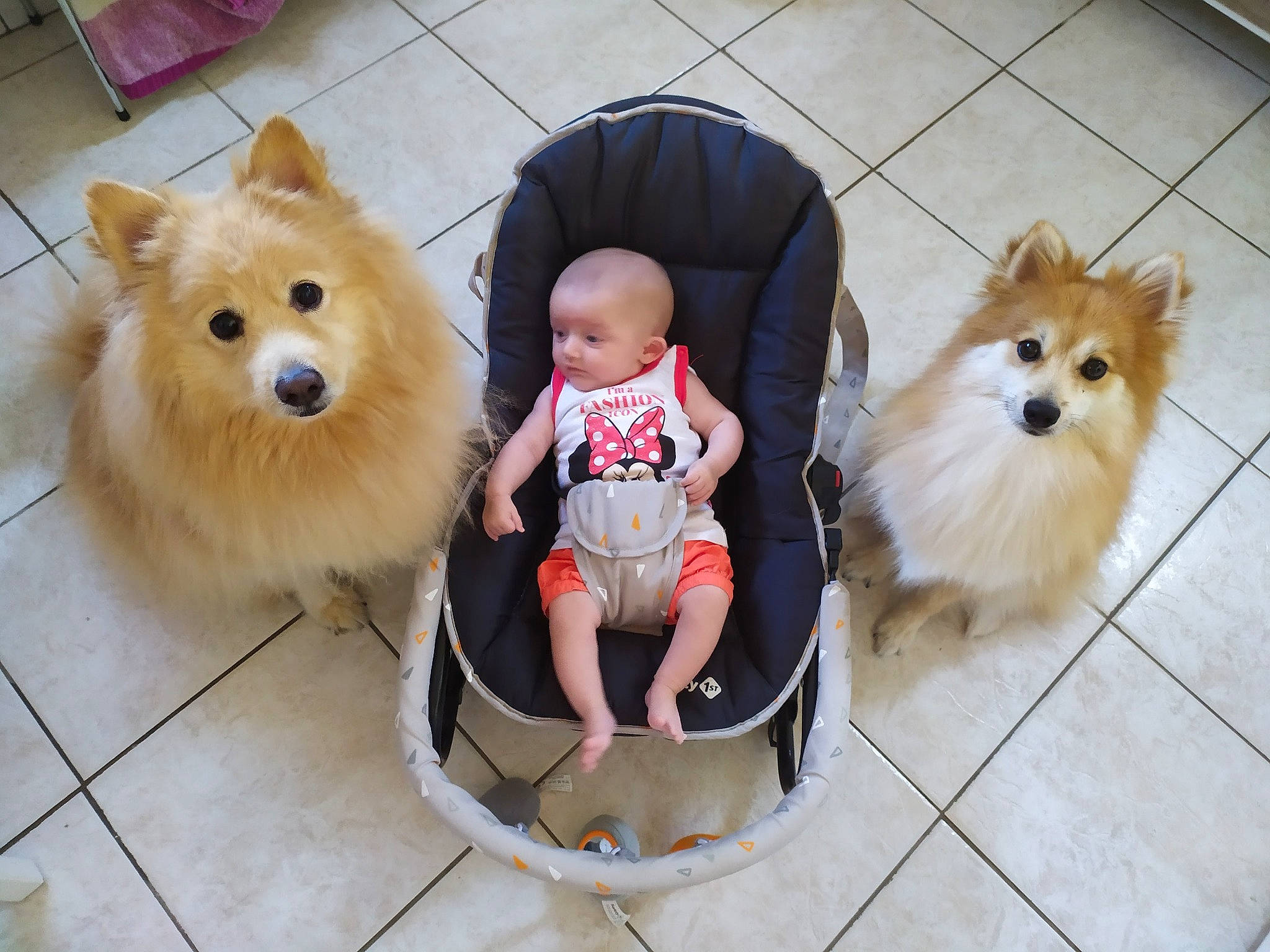 Maelo a rejoint le concours — aidez-le/la à gagner de superbes lots ! baby, canidae, carnivore, companion_dog, dog, dog_breed, dog_supply, fashion_accessory, fawn, flooring, fur, german_spitz, german_spitz_klein, pet_supply, spitz, sporting_group, toddler, toy_dog, volpino_italiano, working_animal