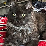 Laska is registered to the contest to win money with this photo: animal, black_cat, blanket, cat, closeup, curious, cute, domestic_animal, ears, eyes, fluffy, fur, furniture, indoor, lying_down, pet, portrait, red, resting, white