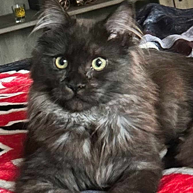 Laska