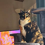 Ginger joined the competition — help win amazing prizes! cat, calico_cat, cat_tree, pet, indoor, furniture, lamp, curtains, animal, whiskers, sitting, feline, domestic_animal, paw, tail, closeup, household, multicolor, cute, relaxing