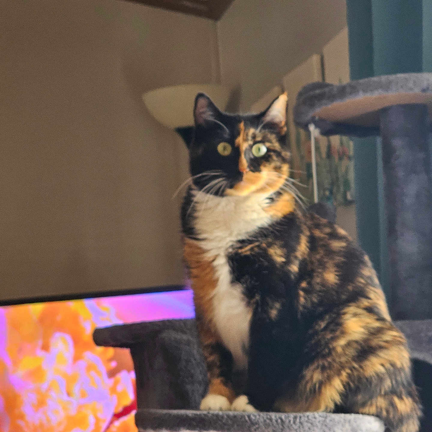 Ginger joined the competition — help win amazing prizes! animal, calico_cat, cat, cat_tree, closeup, curtains, cute, domestic_animal, feline, furniture, household, indoor, lamp, multicolor, paw, pet, relaxing, sitting, tail, whiskers