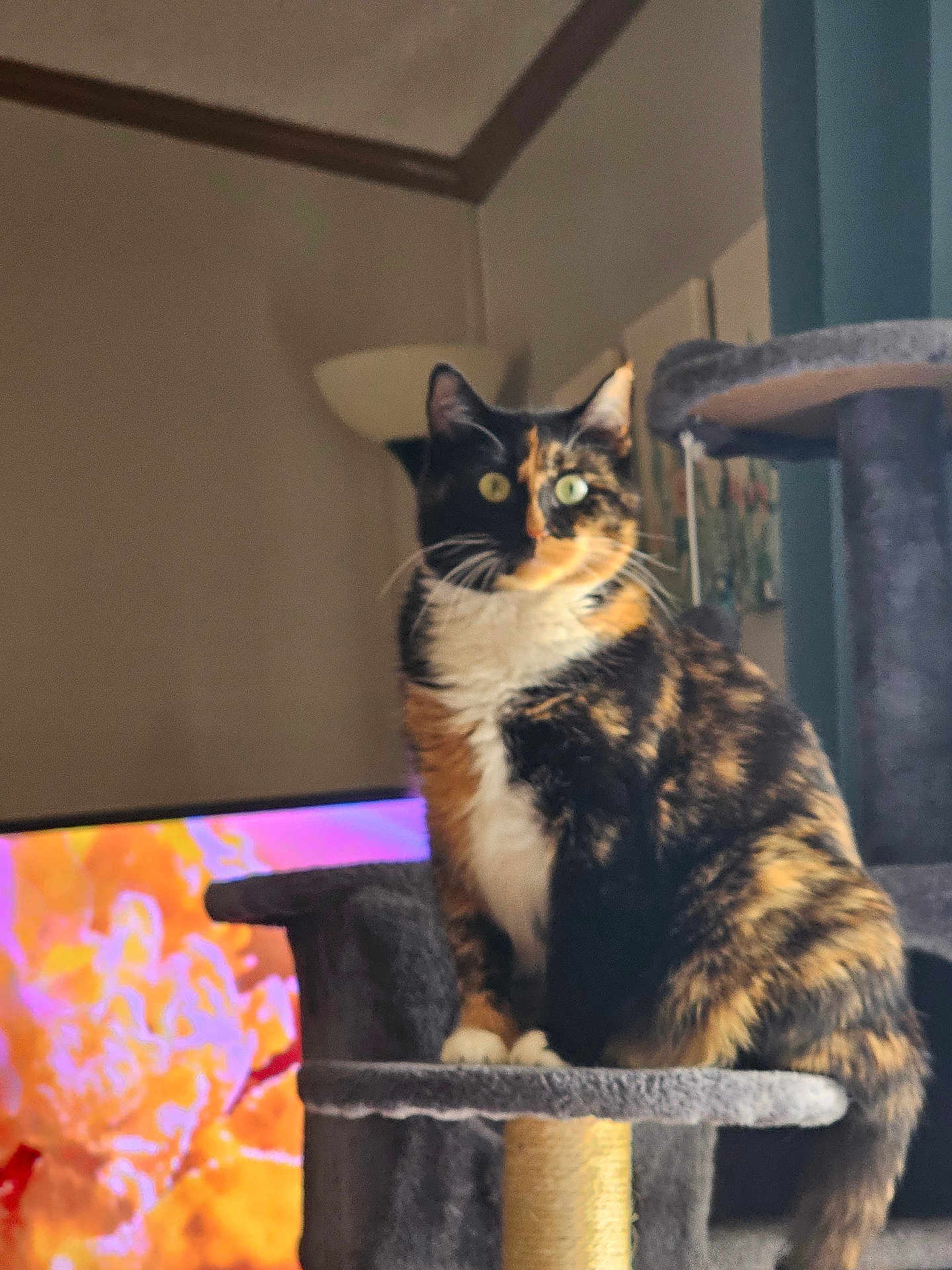 Ginger joined the competition — help win amazing prizes! cat, calico_cat, cat_tree, pet, indoor, furniture, lamp, curtains, animal, whiskers, sitting, feline, domestic_animal, paw, tail, closeup, household, multicolor, cute, relaxing