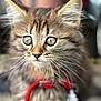 kitten, cat, close_up, whiskers, fluffy, fur, eyes, harness, red_leash, pet, portrait, bokeh, shallow_depth_of_field, adorable, domestic_animal, mammal, curious, macro, outdoor, blur_background