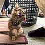 kitten, cat, pet, toy, string, rug, slipper, paw, whiskers, laundry_basket, fuzzy, playful, indoor, floor, human_leg, sleeve, carpet, close_up, bokeh, cozy