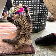 Astra a rejoint le concours — aidez-le/la à gagner de superbes lots ! cat, kitten, fluffy, playing, feather_toy, toy, rug, slipper, laundry_basket, indoor, paw, wide_eyes, whiskers, fur, standing, bokeh, home, pet, carpet, playful