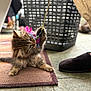 kitten, cat, pet, toy, feathers, string_toy, paw, fur, rug, slipper, laundry_basket, indoor, playful, carpet, close_up, shallow_depth_of_field, home, floor, bokeh, colorful
