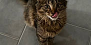 Astra participe au concours pour gagner de l'argent avec cette photo : cat, kitten, tabby, tongue_out, licking, whiskers, big_eyes, ears, tail, paws, fur, indoor, tiled_floor, gray_tiles, pet, looking_up, portrait, shallow_depth_of_field, blurred_background, cute