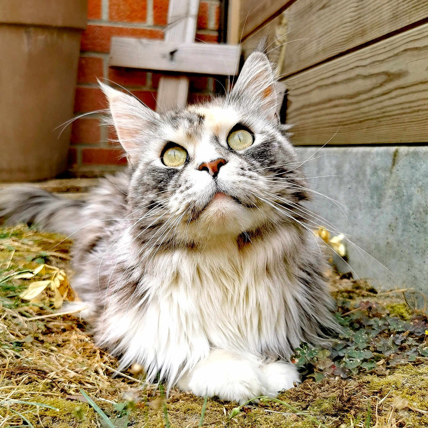 Winter participe au concours pour gagner de l'argent avec cette photo : cat, fluffy, outdoor, moss, grass, brick_wall, wood_paneling, plant_pot, curious, animal, pet, long_hair, nature, ground, whiskers, close_up, feline, resting, eyes, portrait