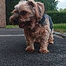 Tiago participe au concours pour gagner de l'argent avec cette photo : dog, small_dog, outdoor, pavement, grass, brick_wall, greenery, canine, pet, fur, collar, tongue_out, curious, walking, nature, side_view, daylight, animal, mammal, cute
