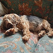 Tiago participe au concours pour gagner de l'argent avec cette photo : dog, sleeping, couch, fluffy, pet, indoor, resting, fur, brown, black, cozy, home, comfort, patterned_fabric, animal, relaxation, laying_down, furniture, nap, domestic