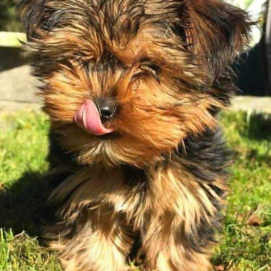 Tiago a rejoint le concours — aidez-le/la à gagner de superbes lots ! puppy, dog, grass, outdoor, tongue, cute, fur, sunlight, animal, pet, small, brown, black, adorable, young, nature, mammal, playful, tongue_out, fluffy